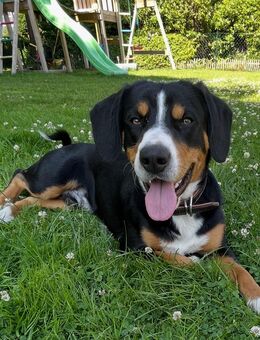 Entlebucher Sennenhund Rüde, 12 Monate - Papenburg