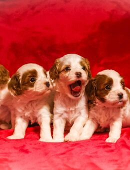 Cavapoo-Welpen – freundlich, verschmust und einfach bezaubernd - Diemelsee