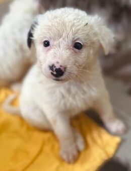 süßes kleines Welpenmädchen Mucki - Kallmünz