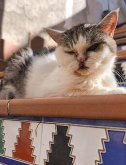 Ganz besondere Katzenoma Cleopatra - Bad Camberg