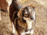 Toffee, freundlich, auf PS in Boppard - Bochum