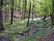 Hart im Wald benutzt - Ulm