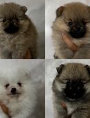 Reinrassige Pomeranian Zwergspitz in 35236