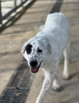 Dotty Mix Hündin ca. 1 Jahr alt in GR - Reutlingen