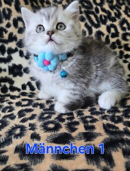 Kitten BKH Weibchen Männchen Brtisch Kurzhaar Katzenbaby - Solingen (Klingenstadt)