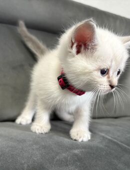 Verkaufe BKH/Birma Mix Kitten - Berlin Treptow-Köpenick