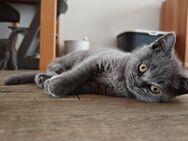 BKH Kitten in blau/ Abgabebereit - Hamburg