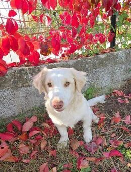 Traumhund Balto sucht sein Forever Home - Oberhausen