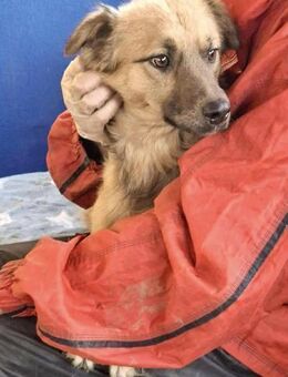 Junghund Benny liebt die Menschen.. - Koblenz