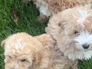 Maltipoo Welpen Pudel Malteser Mix - Gelnhausen