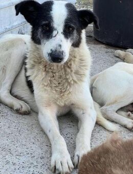 Prinzessin KATE - Weiterstadt