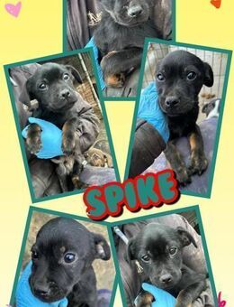 Welpenjunge Spike bald auf Pflegestelle - Nürnberg