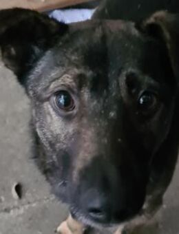 Kiko jung, ledig sucht Tierschutz - Celle