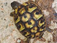 Griechische Landschildkröten Babys abzugeben - Dreisbach