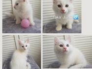 Babykatzen/Kitten/Katzenbabys Türkisch Van/ Heilige Birma Mix - Aachen