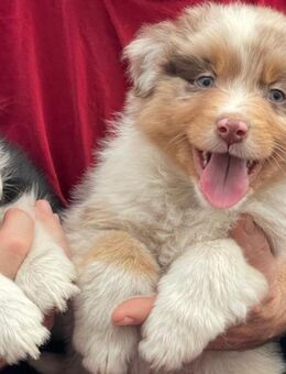 Australian Shepherd Welpen, ASCA Papiere - Kölleda