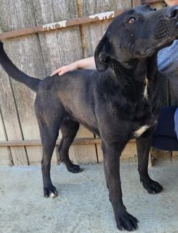 CANDRA - ruhig, einfühlsam, friedvoll - Weilheim (Oberbayern)