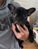 5 Knutschkugeln suchen ein liebevolles Zuhause in 99955