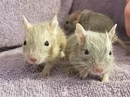 Degus - Unser Nachwuchs sucht ein schönes Zuhause - Poppenhausen