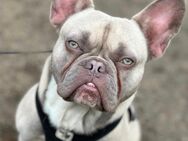 Französische Bulldogge Lilac Fawn - Bottrop