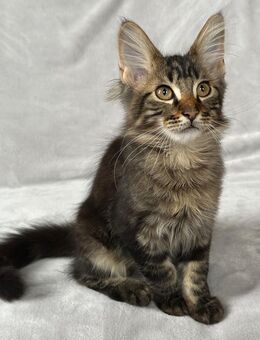 Maine Coon Katerchen mit Stammbaum - Bad Langensalza