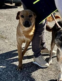 Sanfte KORINE sucht IHR Zuhause ♥️‼️ - München