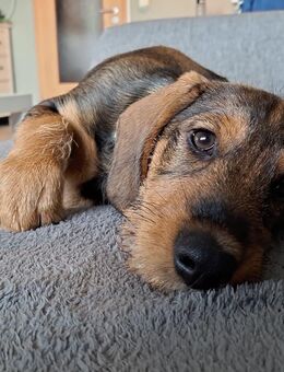 Fritzi sucht ein für immer Körbchen - Doberschütz