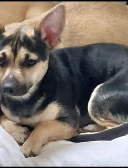 Beni aktiv hund - Emden