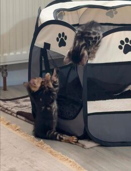 Reinrassige Bengal Kitten - Castrop-Rauxel