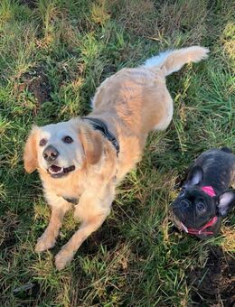 ✨Hundesitting✨ - Rostock Toitenwinkel