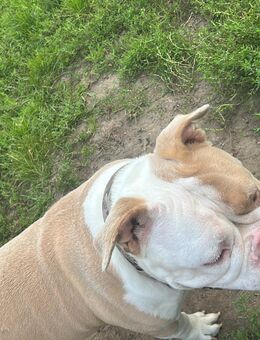 Englisch Bulli Dame sucht Zuhause - Glandorf