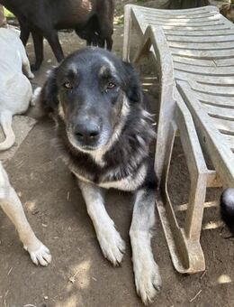 Jázmin, kaukasischer Schäferhund 2J - Vaterstetten
