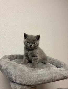 BKHKitten mit Stammbaum - Bayreuth
