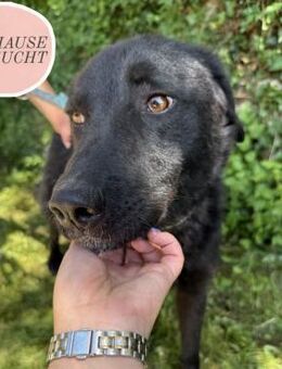 Zarter DIPSY sucht sein Zuhause ❤️ - Saarbrücken