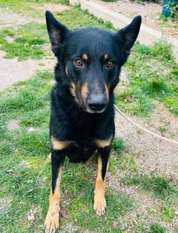 JAFAR - ein toller Beauceron in Not..... - Kempen