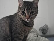 Kann jemand meine Katze adoptieren? - Mannheim