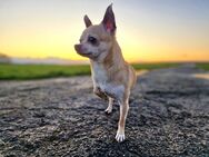 Mini Chihuahua, 5 Jahre alt - Neustadt (Wied)