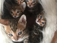 Reinrassige Bengalkitten Abgabebereit - Eppingen Zentrum