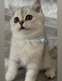 BKH Kater und Kätzchen - Oldenburg