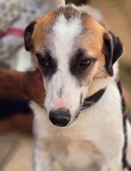 Betty - freundlich und unterwürfig - Dreikirchen