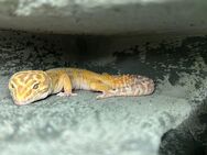 Leopardgecko-Männchen mit Terrarium - Dresden