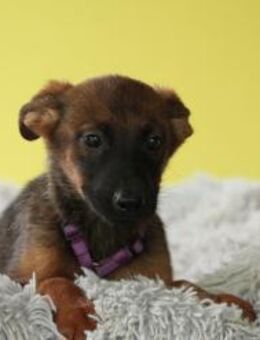 Rose sucht ihre Menschen... - Hagen (Stadt der FernUniversität)