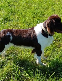 Jagdhund kleiner Münsterländer - Nabburg