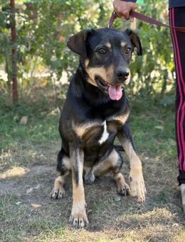 Lemmi - hübscher Kerl sucht Familie! - Köln