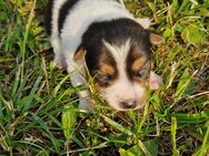 Jack Russel Welpen - Schönfeld (Sachsen)