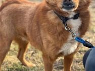 TRISTAN ein ruhiger Geselle sucht..... - Kempen