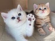 Britisch Kurzhaar Kitten mit exzellenten Stammbaum - Freiburg (Breisgau)