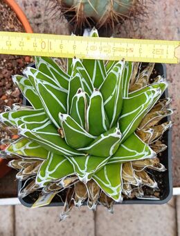 Agave victoriae-reginae aus Hobbyzucht abzugeben - Püttlingen