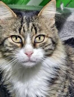 FANNY - liebt kuscheln und schmusen! - Sulzbach-Laufen