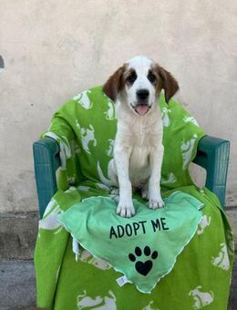 Lancelot - unser kleiner Ritter - Gerlingen